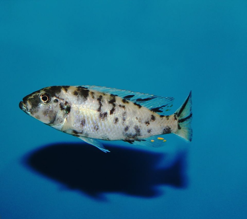 Genyochromis mento 'Lundo Island'